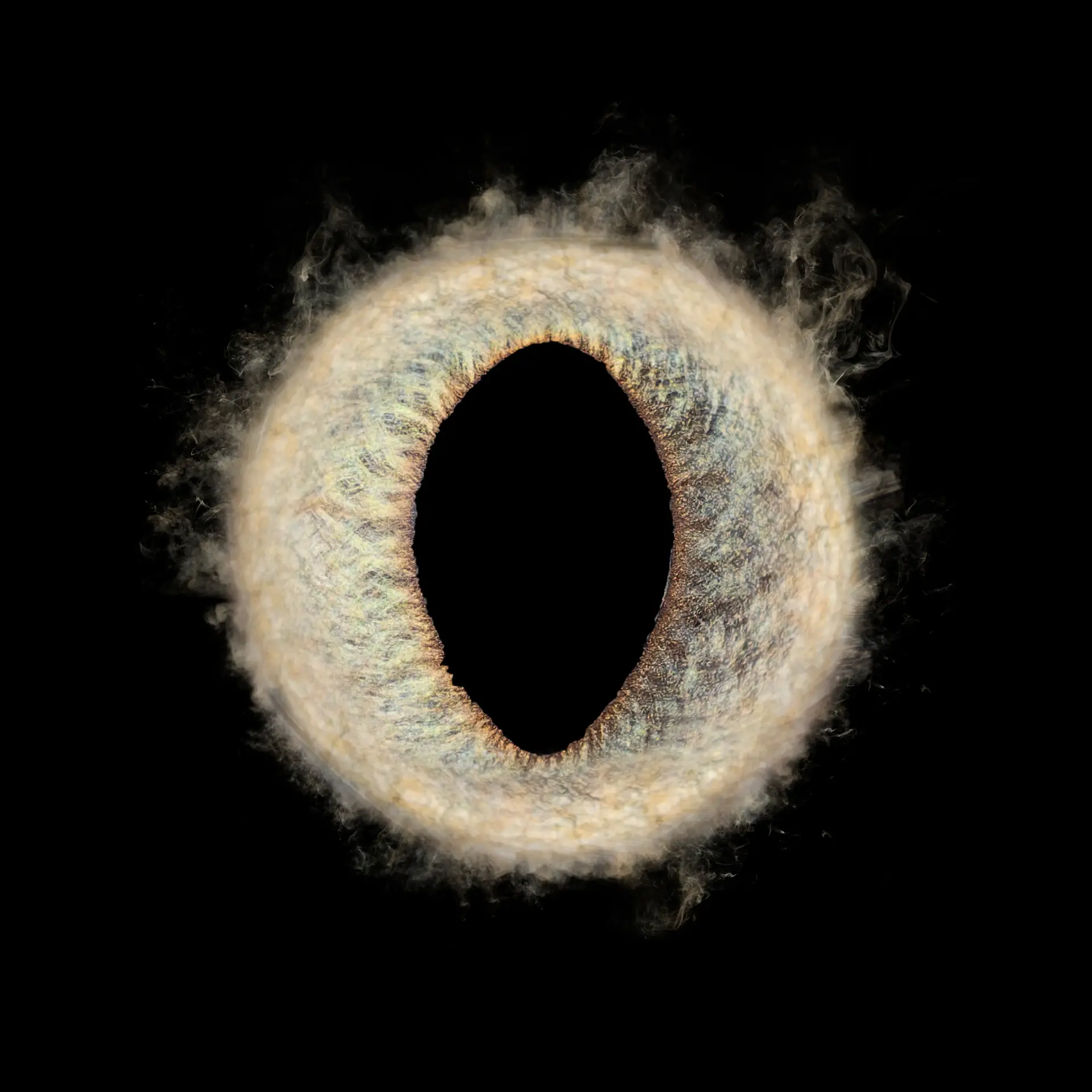 Photo iris chat chien amiens