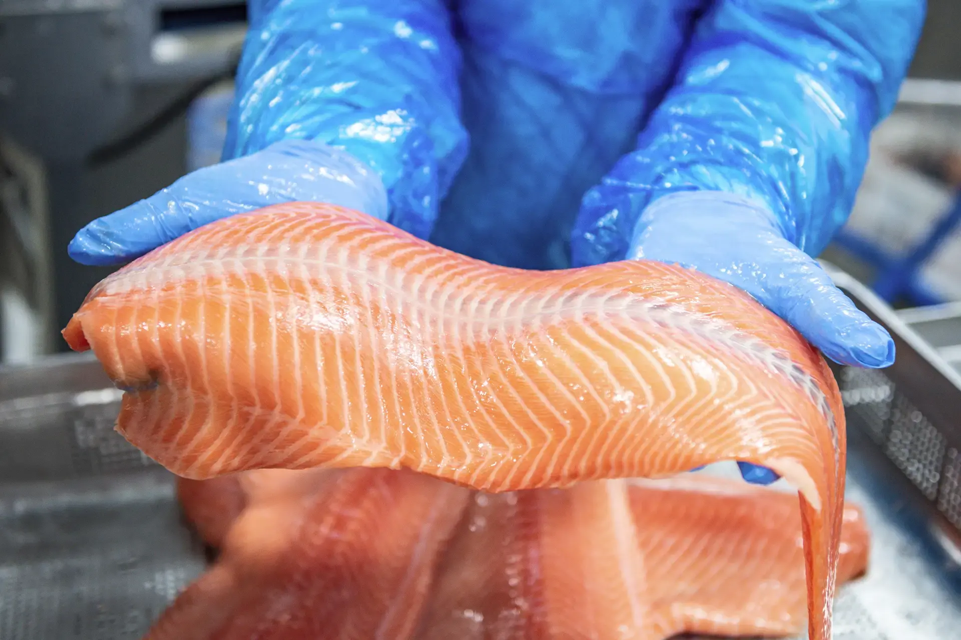 Transformation filet saumon industrie
